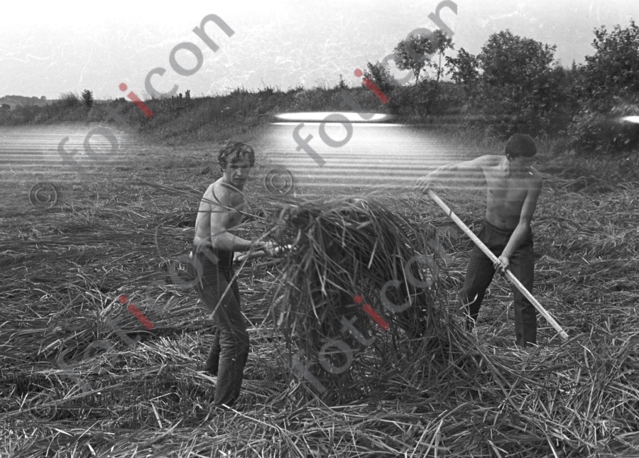 Heuernte | Hay harvest - Foto Harder-001_0588Bild007.jpg | foticon.de - Bilddatenbank für Motive aus Geschichte und Kultur